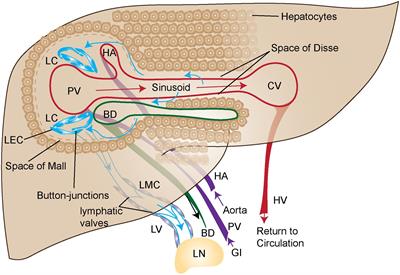 Emerging Roles for Lymphatics in Chronic Liver Disease